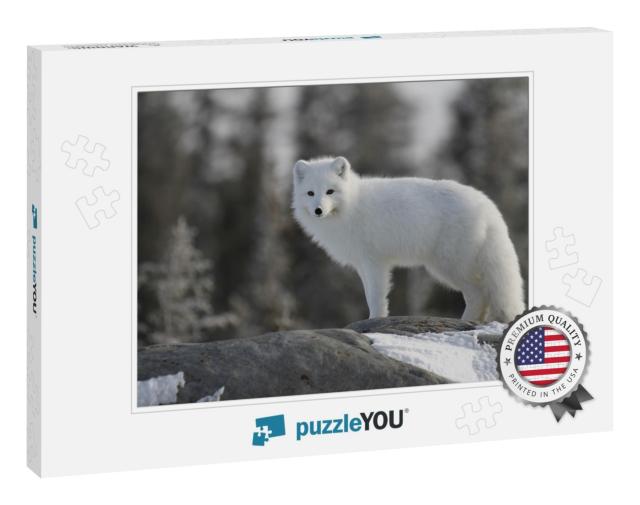 Arctic Fox Vulpes Lagopus in White Winter Coat on the Can... Jigsaw Puzzle