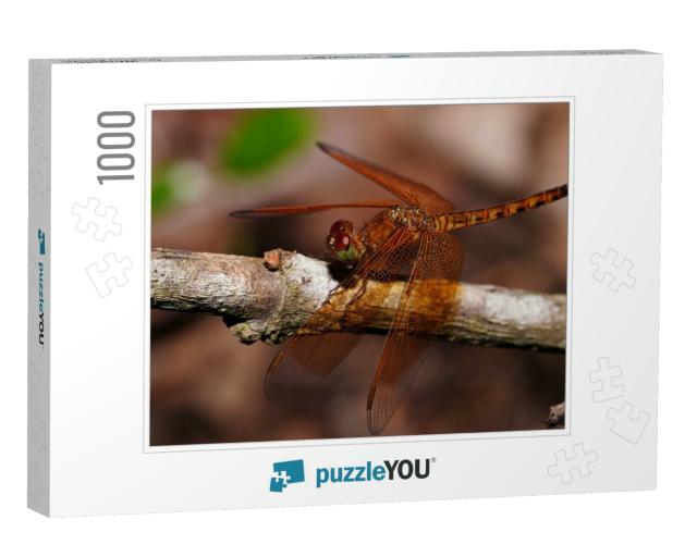 Dragonfly, Golden-Brown Body, Red Eyes, Green... Jigsaw Puzzle with 1000 pieces