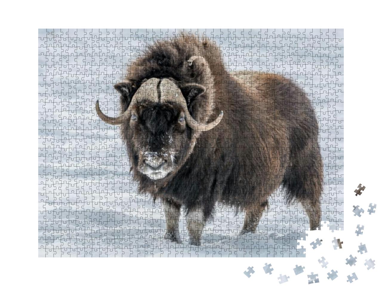 Muskox Looking in Your Eyes, Standing in the Snow... Jigsaw Puzzle with 1000 pieces