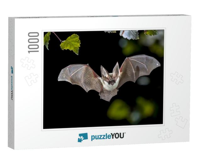 Flying Bat Hunting in Forest. the Grey Long-Eared Bat Ple... Jigsaw Puzzle with 1000 pieces