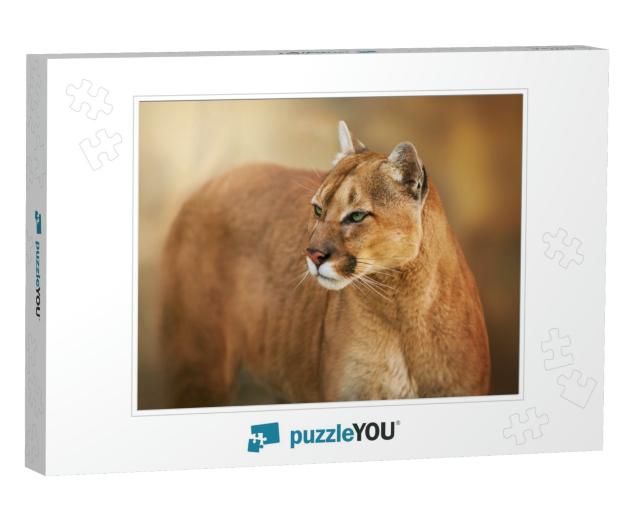 Puma Close Up Portrait with Beautiful Eyes... Jigsaw Puzzle
