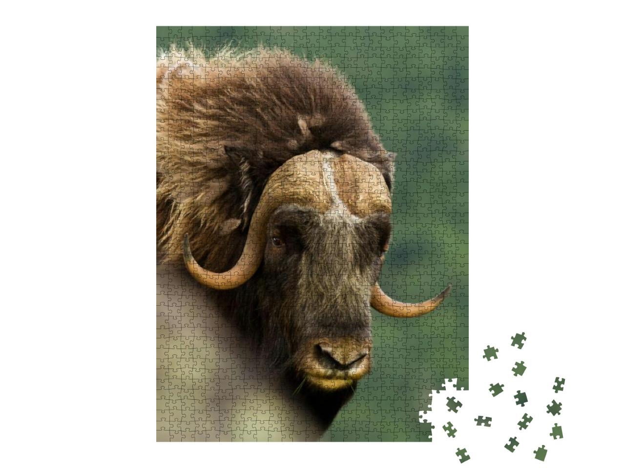 The Muskox Norway... Jigsaw Puzzle with 1000 pieces