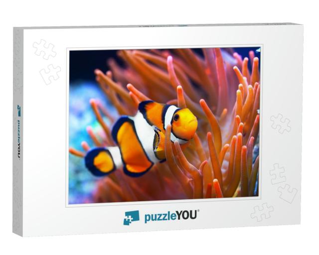 Amphiprion Ocellaris Clownfish in the Anemon. Natural Mar... Jigsaw Puzzle