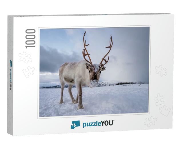 Portrait of a Reindeer with Massive Antlers Pulling Sleig... Jigsaw Puzzle with 1000 pieces