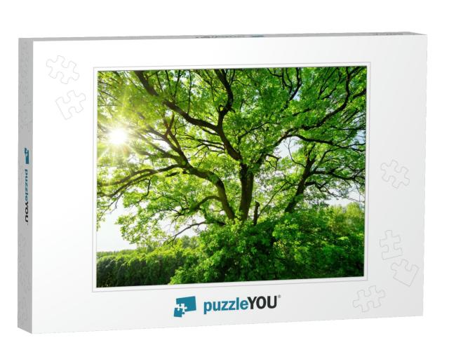 The Sun Brightly Shines Through the Crooked Branches of a... Jigsaw Puzzle