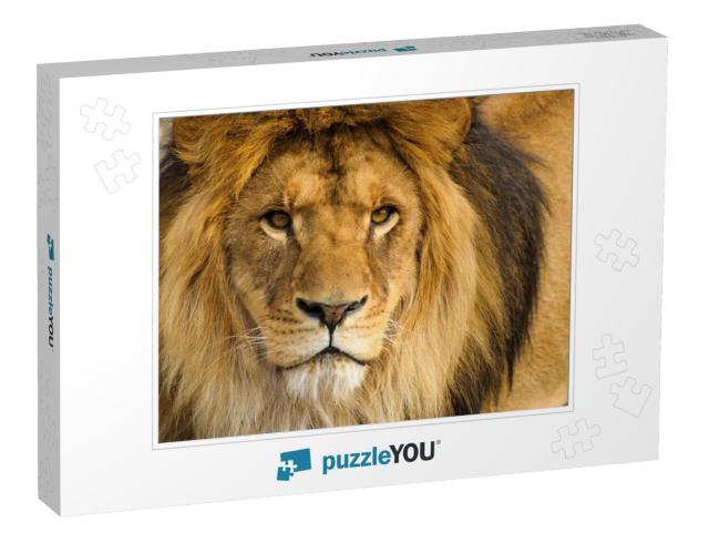 Beautiful Mighty Lion... Jigsaw Puzzle