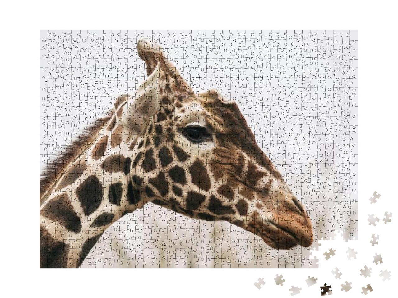 Portrait of a Young Male Reticulated Giraffe, Giraffa Cam... Jigsaw Puzzle with 1000 pieces