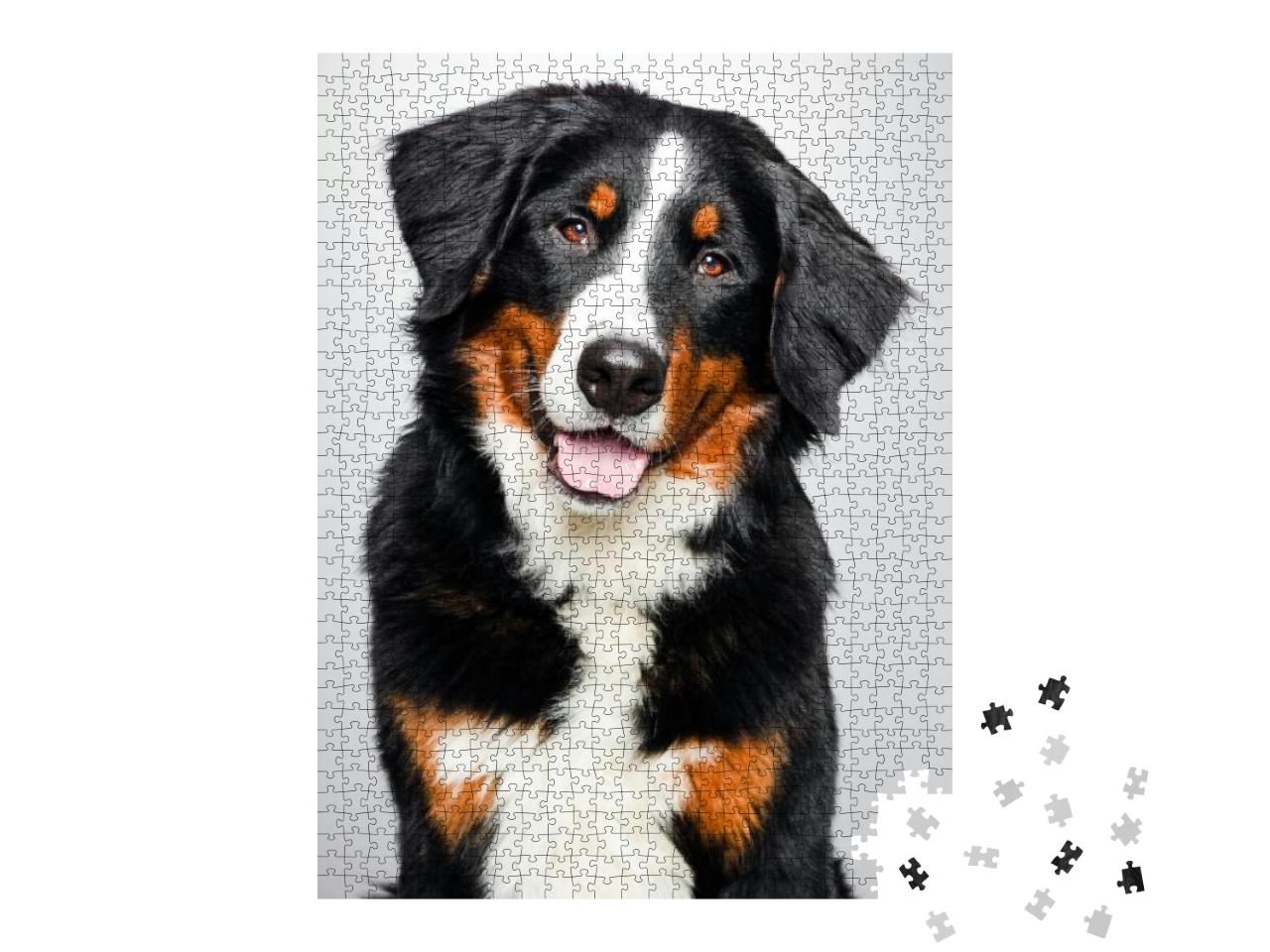 Studio Portrait of Berner Sennen Dog Isolated on Grey Bac... Jigsaw Puzzle with 1000 pieces