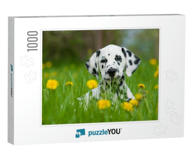 Dalmatian Dog... Jigsaw Puzzle with 1000 pieces