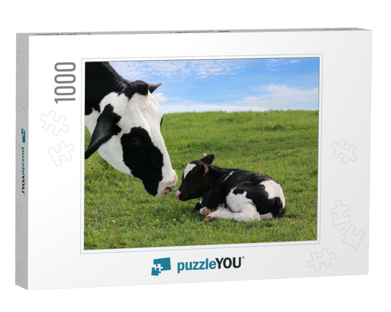 Close-Up of Mother Holstein Cows Face Watching Over Her T... Jigsaw Puzzle with 1000 pieces