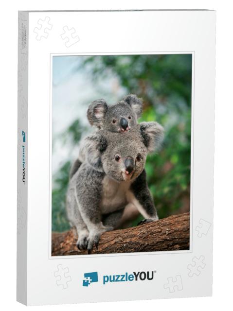 Koala, Phascolarctos Cinereus, Female Carrying Young on I... Jigsaw Puzzle