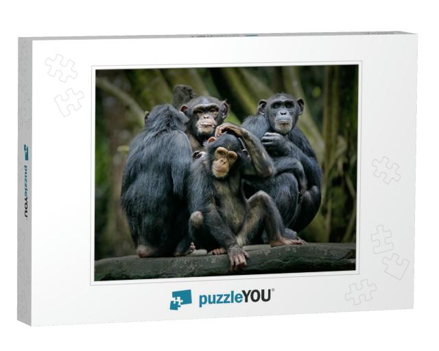 Chimpanzee Consists of Two Extant Species Common Chimpanz... Jigsaw Puzzle