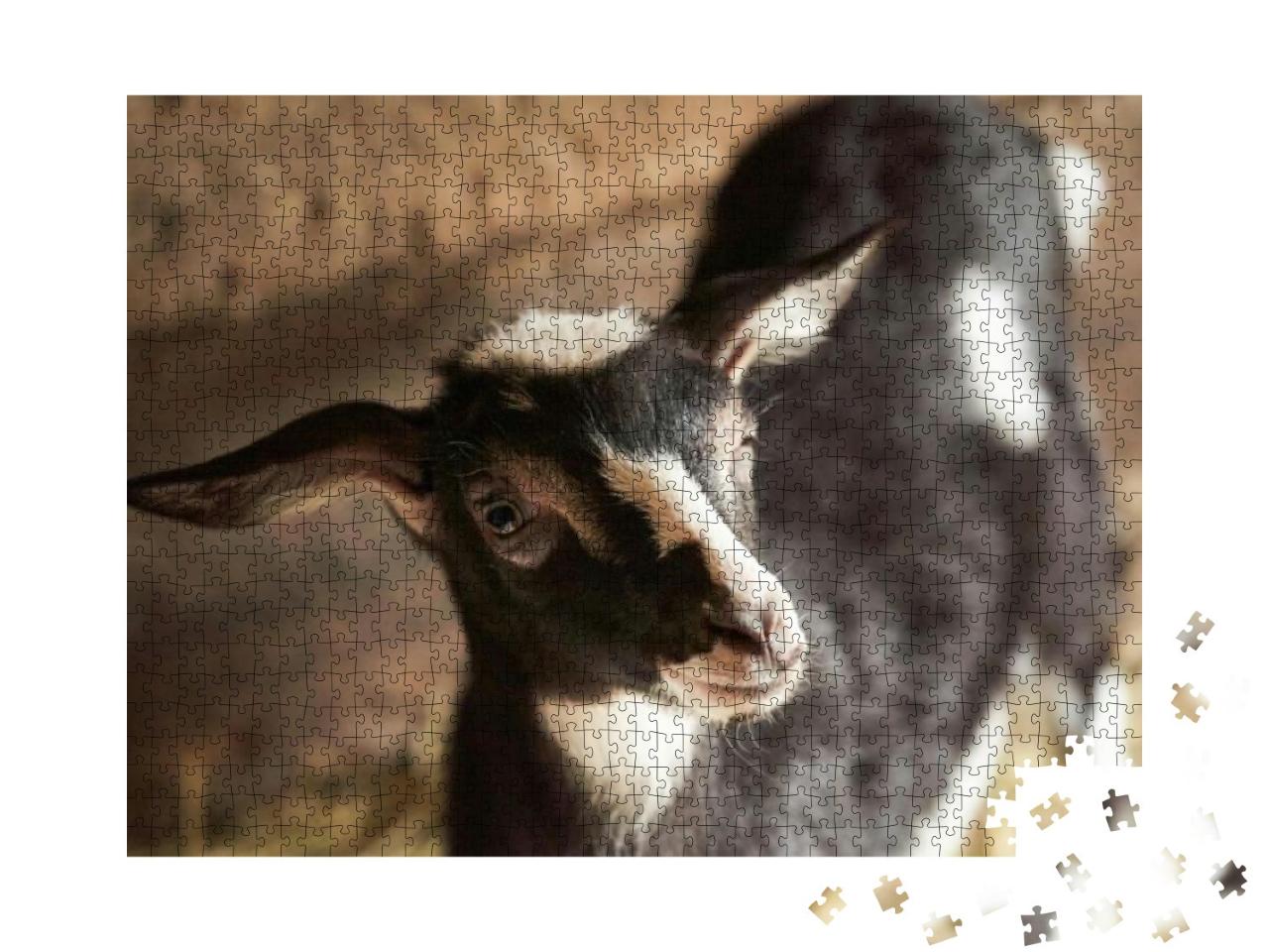 Black & White Goat in Barn. Domestic Dwarf Goat in the Fa... Jigsaw Puzzle with 1000 pieces