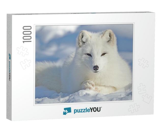 Arctic Fox Lies in the Snow... Jigsaw Puzzle with 1000 pieces