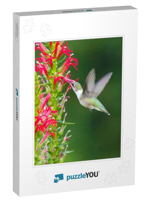 Cardinal Flower Hummingbird Jigsaw Puzzle