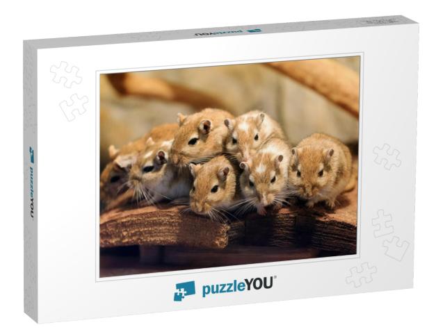 Beautiful Close Up a Cute Family of Mongolian Gerbil or M... Jigsaw Puzzle