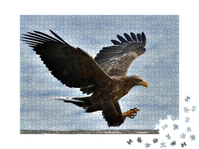 Adult White-Tailed Eagle in Flight. Blue Sky Background... Jigsaw Puzzle with 1000 pieces