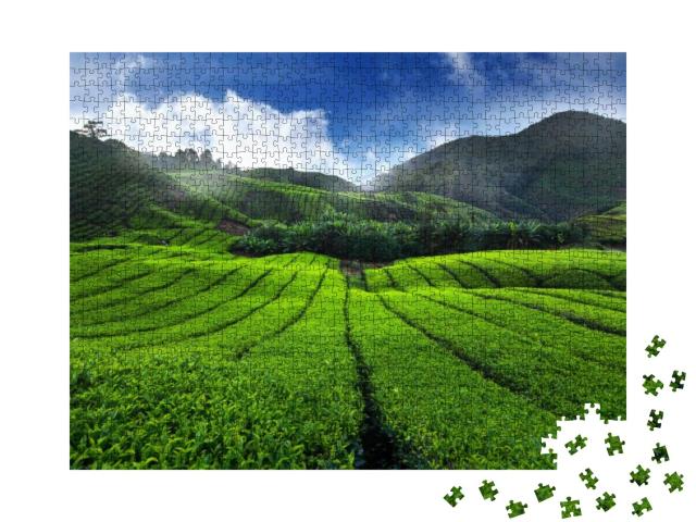 Amazing Landscape View of Tea Plantation in Sunset/Sunris... Jigsaw Puzzle with 1000 pieces
