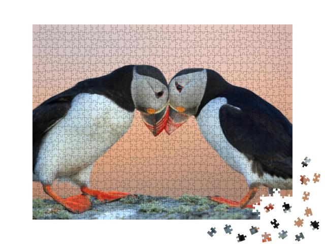 Atlantic Puffin or Common Puffin, Fratercula Arctica, Nor... Jigsaw Puzzle with 1000 pieces