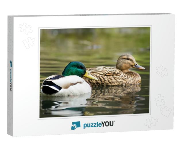 Male & Female Mallard Duck Swimming on a Pond with Green... Jigsaw Puzzle