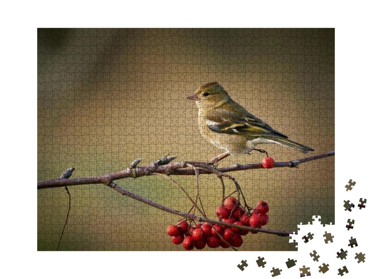 Sitting Common Chaffinch, Bird on Branch, Europe, Czech R... Jigsaw Puzzle with 1000 pieces