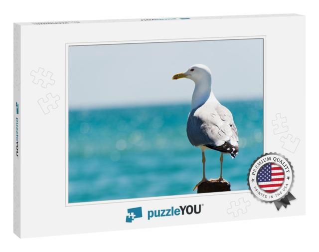 Seagull Portrait Against Sea Shore. Close Up View of Whit... Jigsaw Puzzle