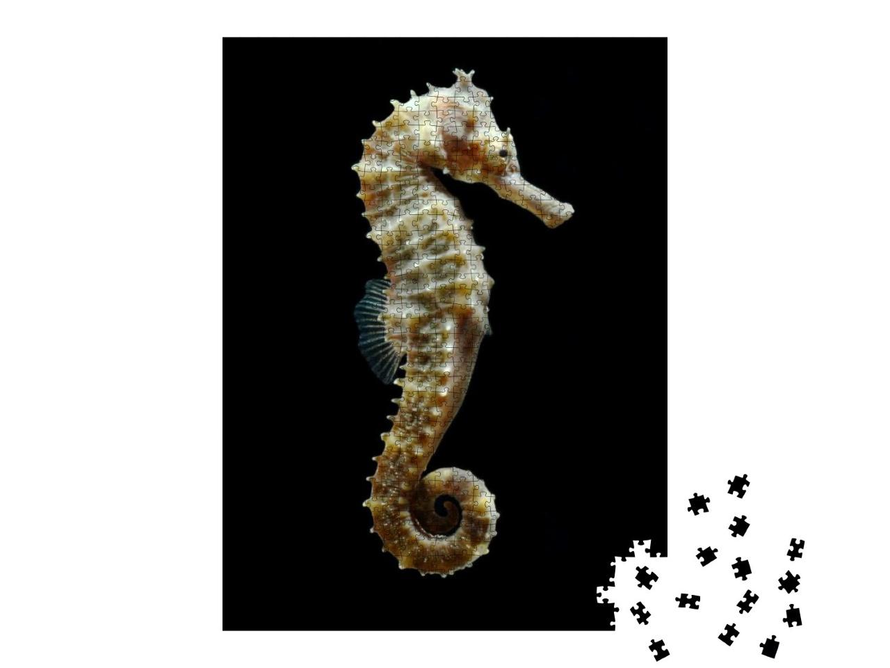 Seahorse Hippocampus Swimming Isolated on Black... Jigsaw Puzzle with 1000 pieces
