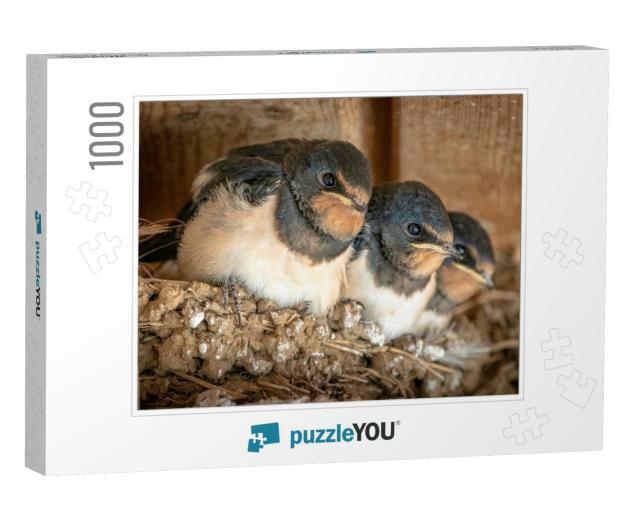 Close Up of Cute Swallow Chicks in the Nest Waiting Patie... Jigsaw Puzzle with 1000 pieces