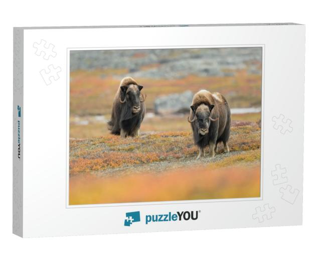 Musk Ox Ovibos Moschatus - Meadow Madness... Jigsaw Puzzle