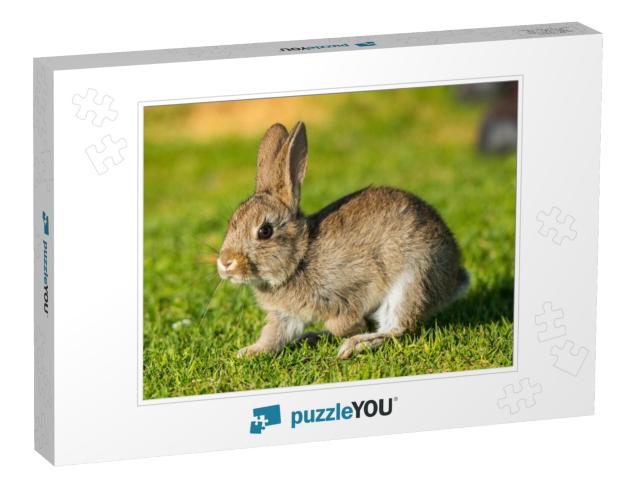 Jack Rabbit Hare While Looking At You on Grass Background... Jigsaw Puzzle