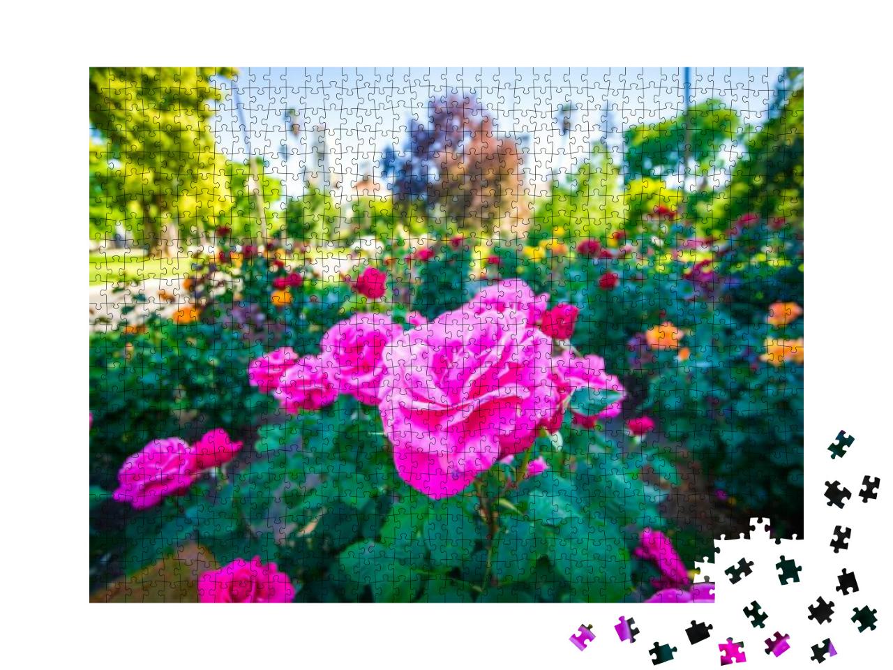 Rose Garden Plants in Sacramento California... Jigsaw Puzzle with 1000 pieces
