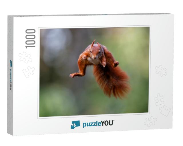 Eurasian Red Squirrel Sciurus Vulgaris Jumping in the For... Jigsaw Puzzle with 1000 pieces