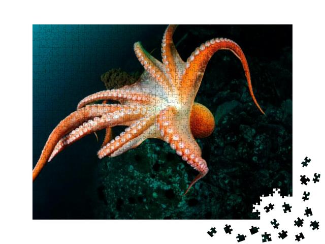 Flight of Giant Octopus in the Deep. Japan East Sea... Jigsaw Puzzle with 1000 pieces