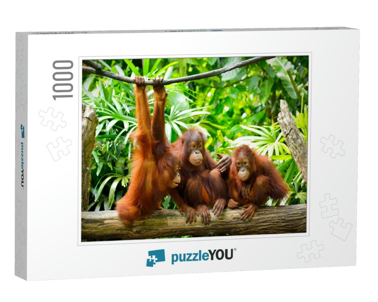 Close Up of Orangutans, Selective Focus... Jigsaw Puzzle with 1000 pieces