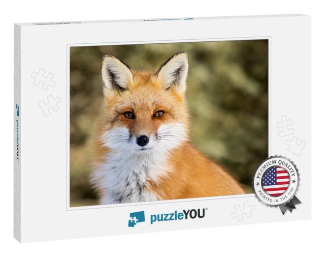 Red Fox - Vulpes Vulpes, Sitting Up At Attention, Direct... Jigsaw Puzzle
