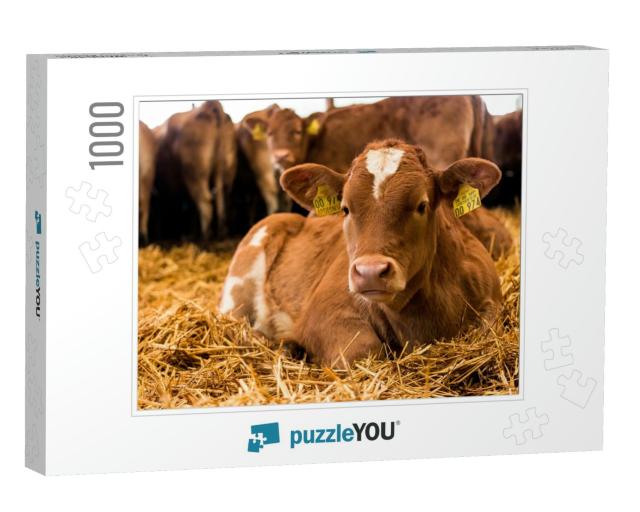 Beef-Cattle Calves Resting in Straw in the Barn... Jigsaw Puzzle with 1000 pieces