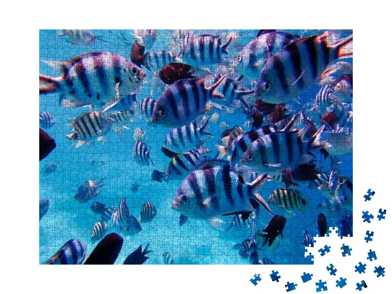 A Group of Colorful Tropical Fish Under the Water. a Colo... Jigsaw Puzzle with 1000 pieces