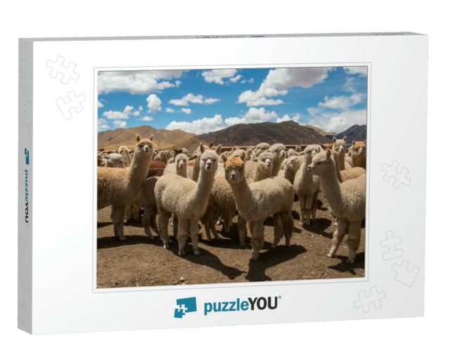 Herd of Alpacas Grazing in Peru, Near Cusco in the Andes... Jigsaw Puzzle