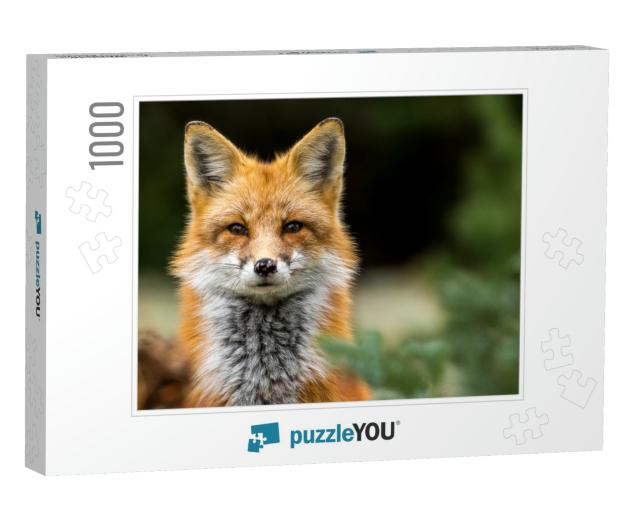 Red Fox - Vulpes Vulpes, Close-Up Portrait with Bokeh of... Jigsaw Puzzle with 1000 pieces