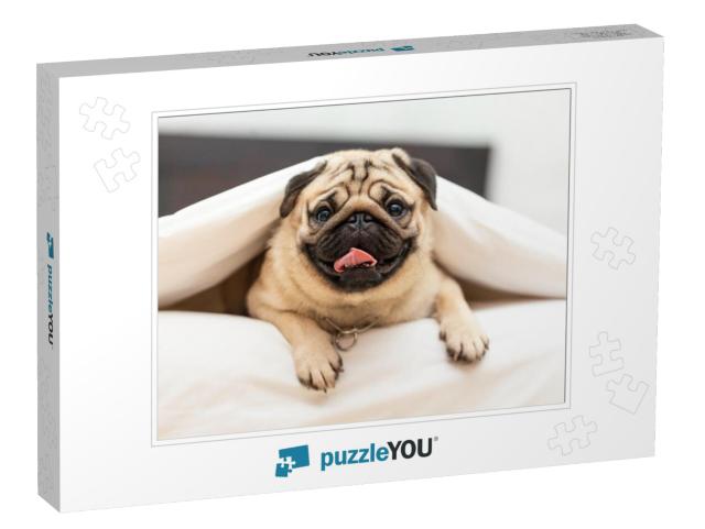 Cute Pug Dog Breed Lying in Blanket on White Bed in Cozy... Jigsaw Puzzle