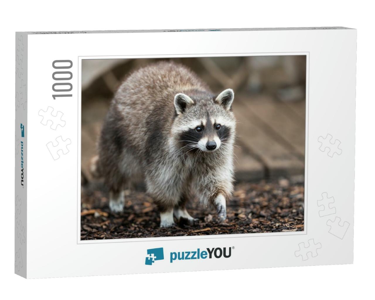 Raccoon in the Garden, France... Jigsaw Puzzle with 1000 pieces