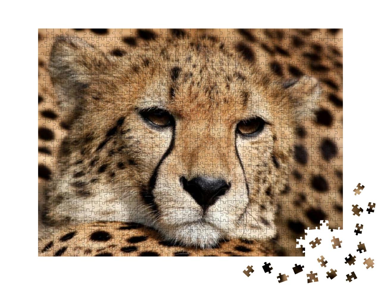 Portrait of a Cheetah - Acinonyx Jubatus... Jigsaw Puzzle with 1000 pieces