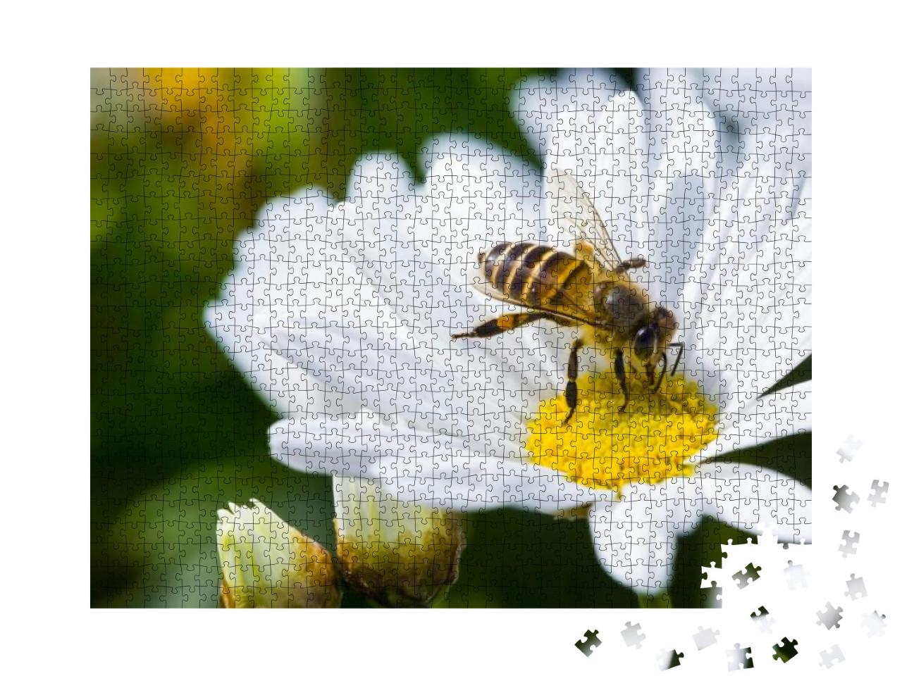 Spring Single Daisy Flower & Bee... Jigsaw Puzzle with 1000 pieces