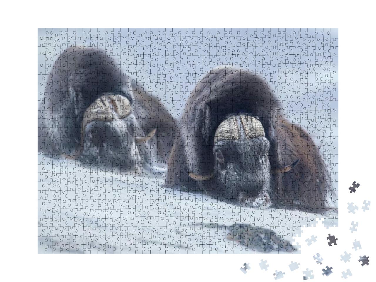 Two Large Adult Male Musk Oxen in the Mountains During To... Jigsaw Puzzle with 1000 pieces