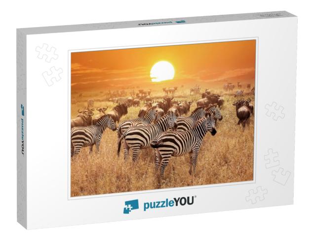 Zebra At Sunset in the Serengeti National Park. Africa. T... Jigsaw Puzzle