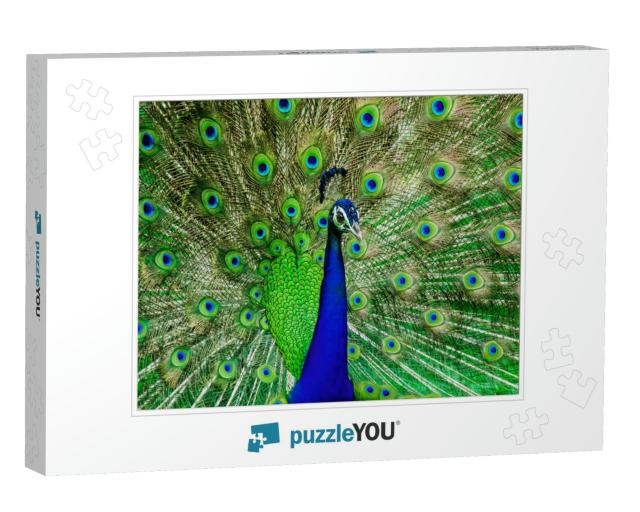 Hues of a Peacock in the Wild... Jigsaw Puzzle