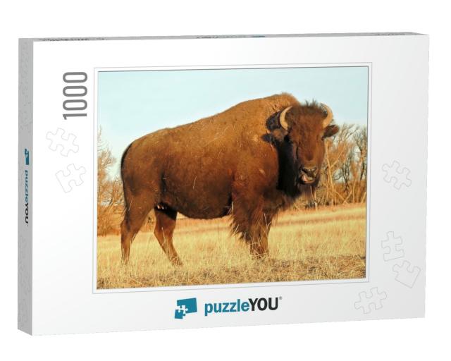 American Bison Standing in a Field Looking At the Camera... Jigsaw Puzzle with 1000 pieces