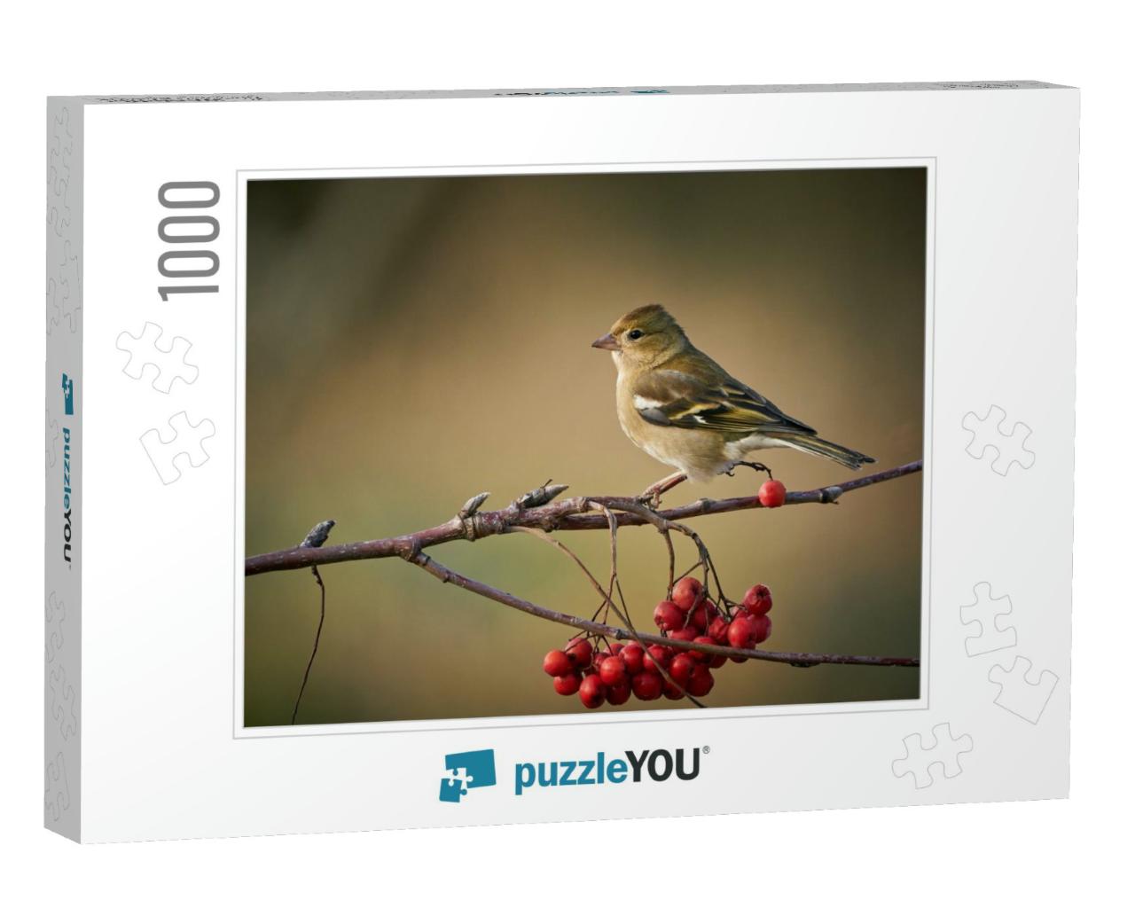 Sitting Common Chaffinch, Bird on Branch, Europe, Czech R... Jigsaw Puzzle with 1000 pieces