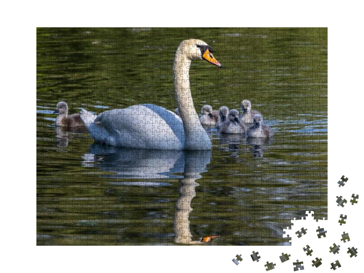 Mute Swan Family. Mother with Babies. Cygnus Olor is a Sp... Jigsaw Puzzle with 1000 pieces
