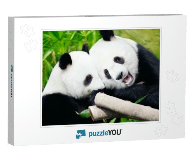 Couple of Cute Giant Pandas Eating Bamboo Shoots... Jigsaw Puzzle